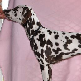 Dalmatians from Janie's Dalmatians