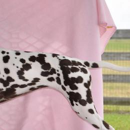 Dalmatians from Janie's Dalmatians