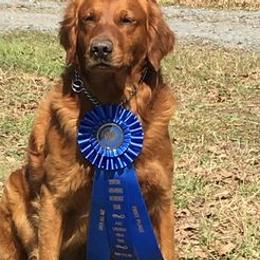 Golden Retrievers from Jean Grammer