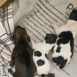 Boy 2 - Black and cream Dachshund puppy in Gilbert, Arizona from HPM