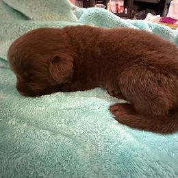 Reba - Brown female Newfoundland puppy in Shepherd, Montana from Crystal Waters Newfoundlands