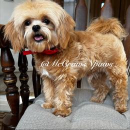 Ralphie - Maltipoo
