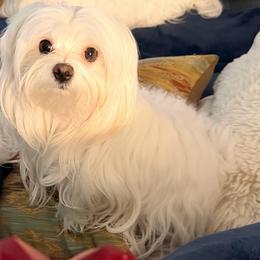 AKC Tiny 4lbs - Maltese