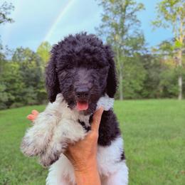 Maple - Parti female Goldendoodle puppy in Jasper, Georgia from Harrington Doodles & Poodles
