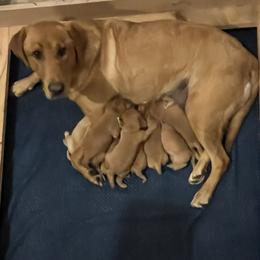 Boy 1 - Yellow male Labrador Retriever puppy in Eleva, Wisconsin from Dan's Labrador Retrievers