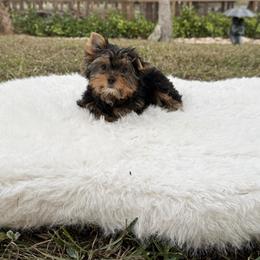 Prince 3.1 pound - Black and gold male Yorkshire Terrier puppy in Naples, Florida from 🤎 Dreaming Puppies 🐶