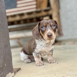 Gravy - Chocolate and tan male Dachshund puppy in Ben Lomond, Arkansas from Miesha Carver's Bulldogs