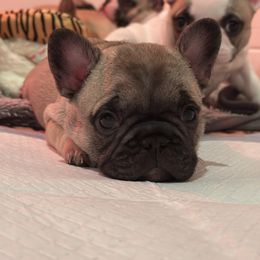 French Bulldog Puppies from Pawcific Coast Bullies