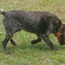 Moose - Wirehaired Pointing Griffon