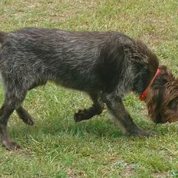 Moose - Wirehaired Pointing Griffon