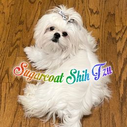 Theodore - Shih Tzu