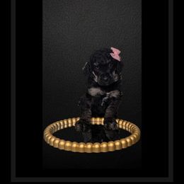 Tiana - Phantom Poodle puppy in Maryville, Missouri from Paw Print Poodles