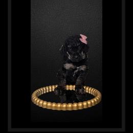 Tiana - Phantom Poodle puppy in Maryville, Missouri from Paw Print Poodles