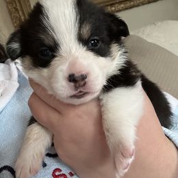 Elizabeth Taylor - Black and tan female Pembroke Welsh Corgi puppy in Louisburg, North Carolina from Lucky Penny Corgis