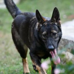 Fena - German Shepherd