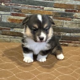 Girl 3 - Black and tan female Pembroke Welsh Corgi puppy in Visalia, California from VIP Stables