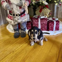 Livia - Black and cream female Dachshund puppy in Call, Texas from Dachshund D’Amore
