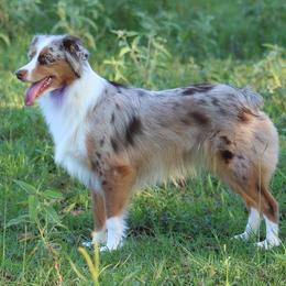 Loretta - Miniature Australian Shepherd