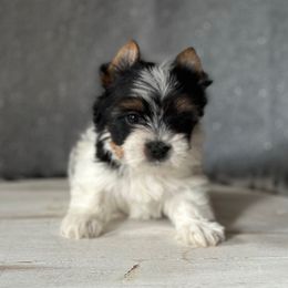 Toby - Parti male Yorkshire Terrier puppy in Pana, Illinois from Lucky Star Yorkies