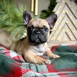 Poe - Fawn French Bulldog puppy in Ann Arbor, Michigan from Fabulouslee French