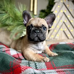 Poe - Fawn French Bulldog puppy in Ann Arbor, Michigan from Fabulouslee French