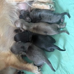 Dachshund puppies from Hetu's Dachshunds