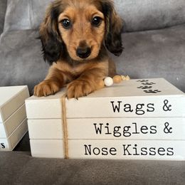 Lady - Red female Dachshund puppy in Stuart, Iowa from Johnson Family Corgis and more