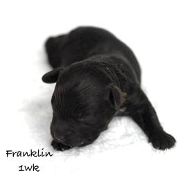 Franklin - Chocolate male Yorkipoo puppy in Waldorf, Maryland from Luv My Yorkies, LLC