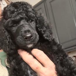Drake - Black male Poodle puppy in Greenwich, New York from MizzElle’s Standard Poodles