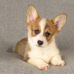 American Corgi and Pembroke Welsh Corgi Puppies from The Adirondack Corgi