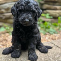 Elvis Presley - Phantom male Goldendoodle puppy in Jonesboro, Arkansas from N. E. Arkansas Goldens and Doodles/ Southern Brewed Goldens