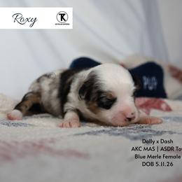 Roxy -BMF1 - Blue merle female Toy Australian Shepherd puppy in Nacogdoches, Texas from TK Standard, Mini, & Toy Aussies