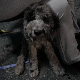 Dendritic (PRICE UNTIL 7.14.26) - Merle male Goldendoodle puppy in Philadelphia, Pennsylvania from Jah’s Retrievers