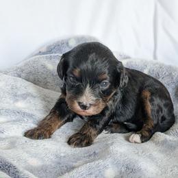 Winter - Black and tan female Cavapoo puppy in Casa, Arkansas from Blue Diamond Puppies