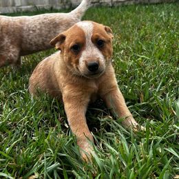 Kiss - Red mottled female Australian Cattle Dog puppy in Mount Pleasant, Utah from Christensen Heelers and Labs