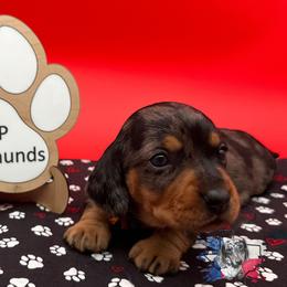 Dil - Dapple male Dachshund puppy in Ben Wheeler, Texas from P&P Dachshunds