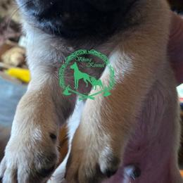 Boy 1 - Fawn male Pug puppy in Cheyenne, Wyoming from Viking Kennel
