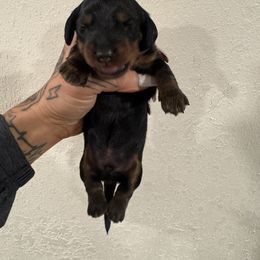 Black Tan Boy - Black and tan male Dachshund puppy in Rio, Wisconsin from Three K Miniature Dachshunds