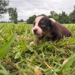 Girl 6-Red Tri - Red tri-color female Australian Shepherd puppy in Mayfield, Kentucky from Hamilton Farms