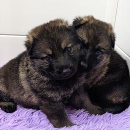 German Shepherd Puppies from Reign Land
