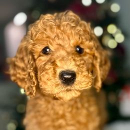 Boy 4 - Red  Goldendoodle puppy in Powell, Tennessee from Melhorn Manor & Farm Doodles