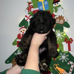 Cooper-No collar - Bi-color male German Shepherd puppy in Winterport, Maine from Vom Stevens Old Fashioned German Shepherds