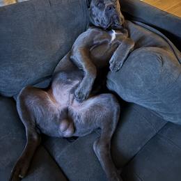 Cane Corso Puppies from Corso Empire