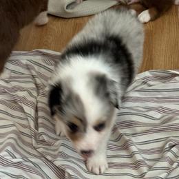 Australian Shepherd Puppies from Fly by Nite Australian Shepherds