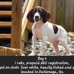 Brown - Liver and white male German Shorthaired Pointer puppy in Dahlonega, Georgia from Pointer Mountain Bird Dogs