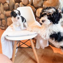 Stubby - Tri-color male Cavapoo puppy in Idaho Falls, Idaho from Freckle Paw Family