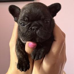 French Bulldog Puppies from Prickly Pear Kennels