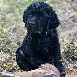 Labrador Retrievers from Tedricks kennel