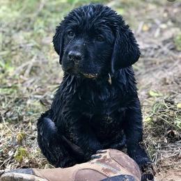 Labrador Retrievers from Tedricks kennel