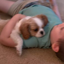 Cavalier King Charles Spaniels and Poodles from Ellis Crown Cavaliers